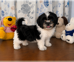 Small #14 Shih Tzu
