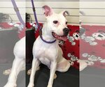 Small American Staffordshire Terrier