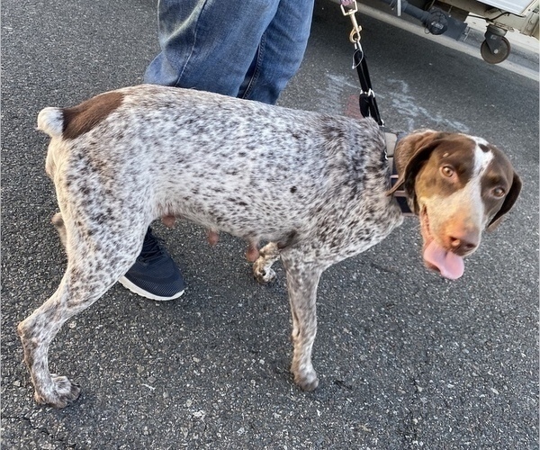 Medium Photo #1 German Shorthaired Pointer Puppy For Sale in DOWNEY, CA, USA