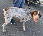Small Photo #1 German Shorthaired Pointer Puppy For Sale in DOWNEY, CA, USA