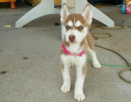 Medium Photo #4 Siberian Husky Puppy For Sale in PHOENIX, AZ, USA