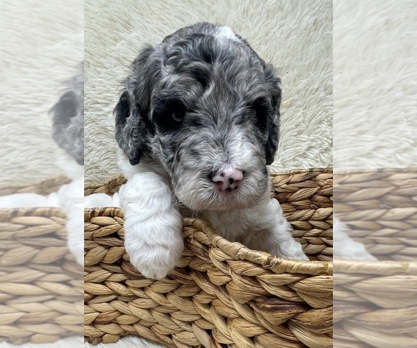 Medium Photo #12 Double Doodle Puppy For Sale in PIERSON, FL, USA