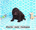Image preview for Ad Listing. Nickname: Charlie