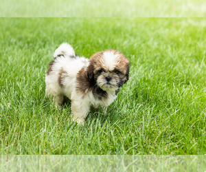 Shih Tzu Puppy for sale in NAPPANEE, IN, USA