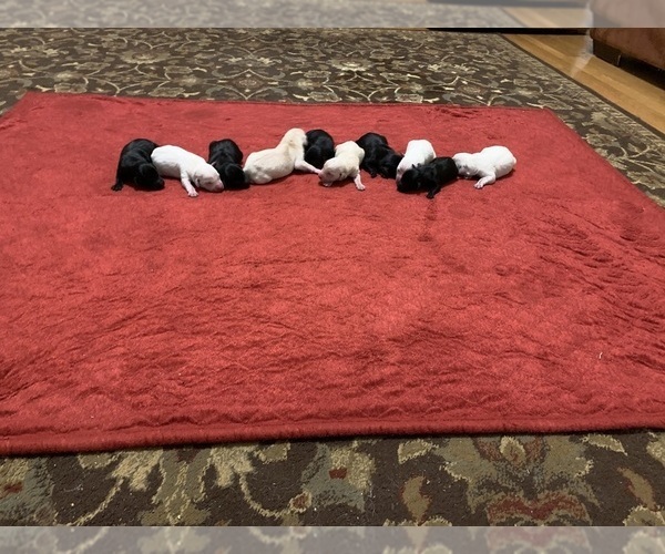 Medium Photo #9 Labrador Retriever Puppy For Sale in CLARKESVILLE, GA, USA