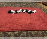 Small Photo #9 Labrador Retriever Puppy For Sale in CLARKESVILLE, GA, USA
