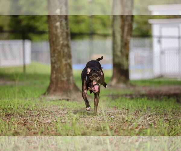 Medium Photo #7 Mutt Puppy For Sale in  Gainesville, FL, USA