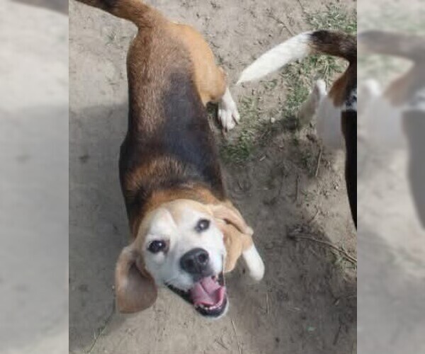 Medium Photo #3 Beagle Puppy For Sale in Dunnellon, FL, USA