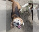 Small #2 Beagle