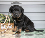 Puppy Tongo Bernedoodle-Labrador Retriever Mix