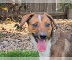 Small #3 Dachshund Mix