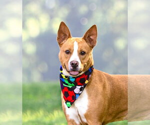 Basenji-Unknown Mix Dogs for adoption in Unionville, PA, USA