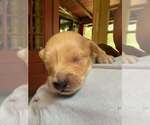 Small #1 Chihuahua Mix