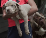 Puppy Storm American Bully