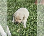 Small #6 Labrador Retriever