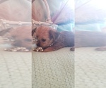 Small Photo #60 Shorkie Tzu Puppy For Sale in NEVADA, TX, USA