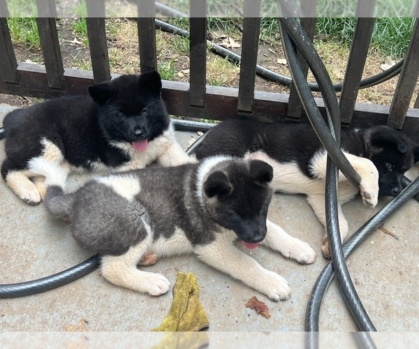 Medium Photo #4 Akita Puppy For Sale in GREENSBORO, NC, USA