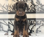 Small #1 Doberman Pinscher