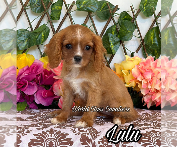 Medium Photo #1 Cavalier King Charles Spaniel Puppy For Sale in MIAMI, FL, USA