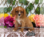 Image preview for Ad Listing. Nickname: Lulu