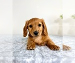 Small #3 Dachshund