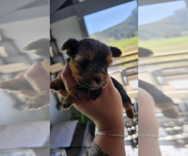 Medium Photo #10 Yorkshire Terrier Puppy For Sale in LINCOLN CITY, OR, USA
