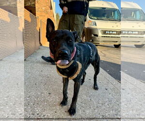 Janey - Female Mutt Dog for Adoption - Photo #5