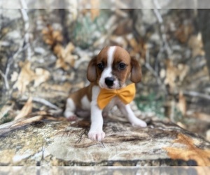 Cavalier King Charles Spaniel-Jack Russell Terrier Mix Puppy for sale in LAKELAND, FL, USA