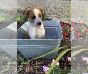Australian Cattle Dog-Mountain Cur Mix Puppy for sale in HILLSBORO, WI, USA