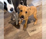 Small Photo #4 Mutt Puppy For Sale in Canton, CT, USA