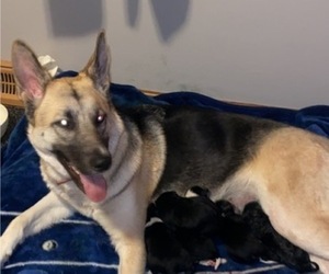 Mother of the Australian Shepherd-German Shepherd Dog Mix puppies born on 03/14/2022