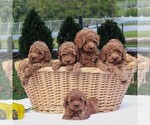 Small Photo #2 Poodle (Miniature) Puppy For Sale in GAP, PA, USA