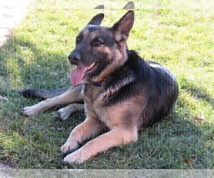 Mother of the German Shepherd Dog puppies born on 02/08/2022