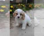 Small #1 Cavapoo