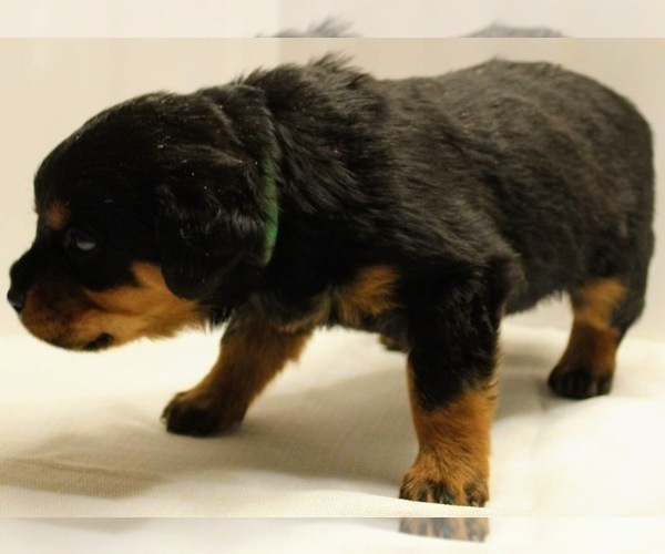 Medium Photo #10 Rottweiler Puppy For Sale in ROCKFORD, IL, USA