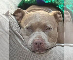 American Staffordshire Terrier-Unknown Mix Dogs for adoption in Lake Forest, CA, USA