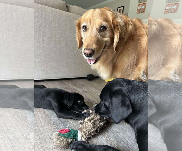 Medium Photo #9 Boston Terrier-Labrador Retriever Mix Puppy For Sale in Holly Springs, NC, USA