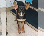 Small #1 Mutt