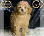 Puppy Mulan Poodle (Toy)