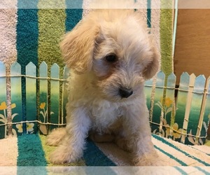 Schnoodle (Miniature) Puppy for sale in AVA, MO, USA