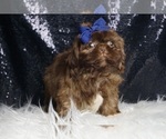 Small #3 Shih Tzu