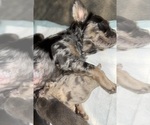 Small #7 French Bulldog