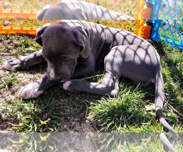 Medium Photo #27 Great Dane Puppy For Sale in OGDEN, UT, USA