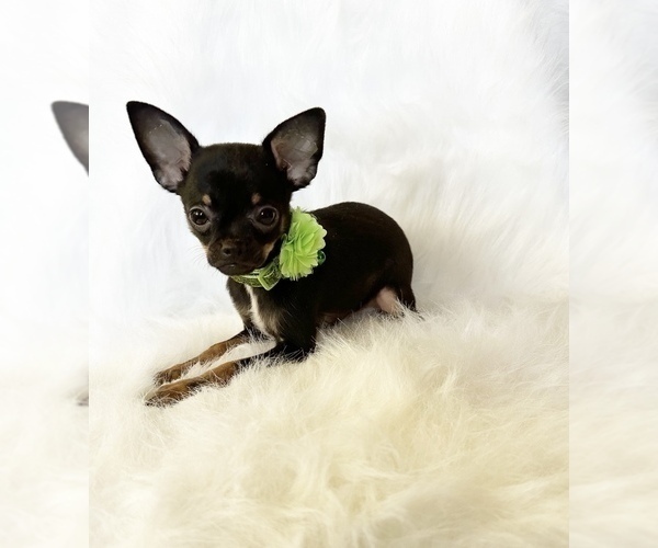Medium Photo #10 Chihuahua Puppy For Sale in SACRAMENTO, CA, USA