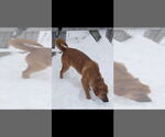 Small #1 German Shepherd Dog-Jack Russell Terrier Mix