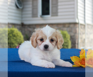 Cavachon Puppy for sale in BIRD IN HAND, PA, USA