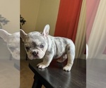 Puppy Puppy 5 French Bulldog