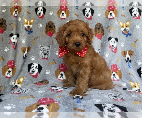 Medium Photo #6 Cavapoo (Miniature) Puppy For Sale in LAKELAND, FL, USA
