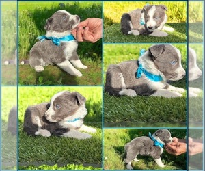 Border Collie Puppy for sale in NEWPORT BEACH, CA, USA