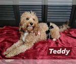 Small Photo #1 Cavapoo (Miniature) Puppy For Sale in CHIPLEY, FL, USA